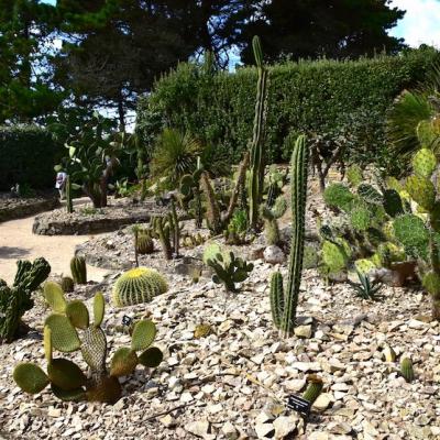 Cactus