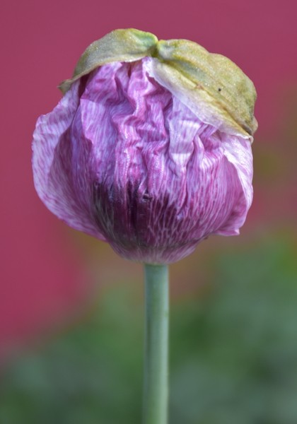 naissance