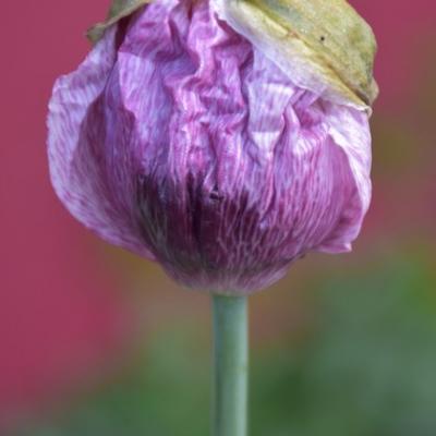 naissance