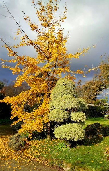 jardin coloré avant bourg