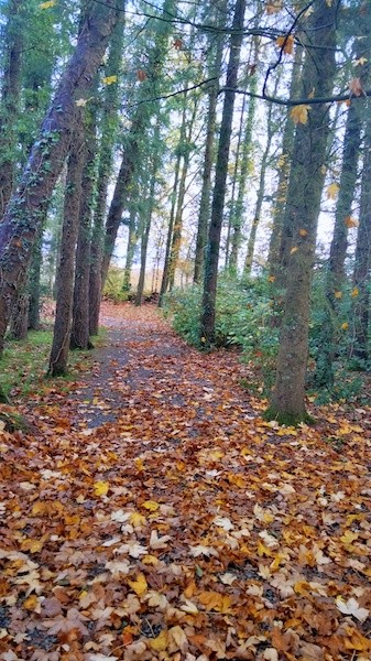 automne près du bourg