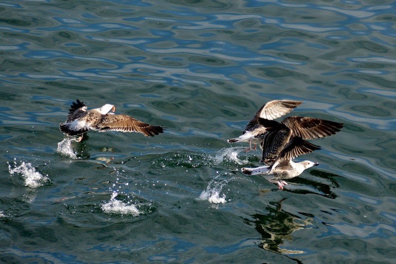 Mouettes