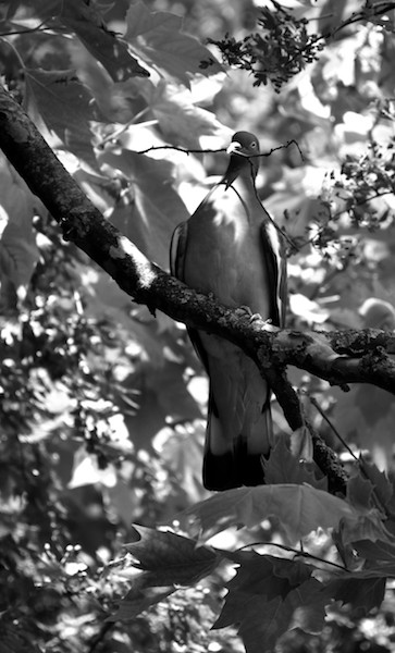 Pigeon 