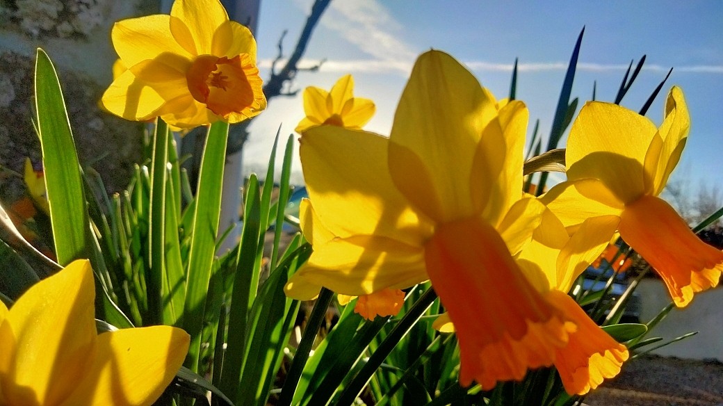 Printemps
