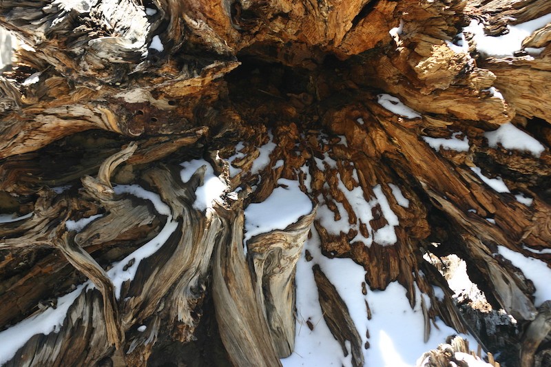 Souche de sequoia 