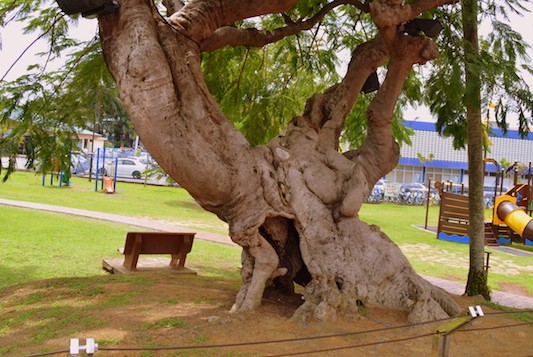 arbre centenaire près de kuala lumpur